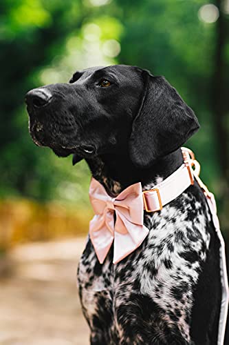 Bowtie Dog Collar with Detachable Bow Tie N823