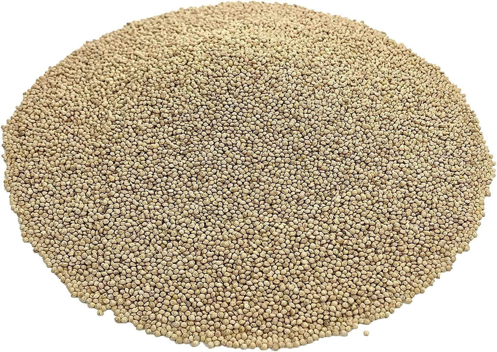 White Millet Proso Seeds W191