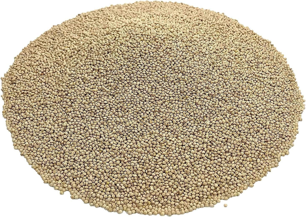 White Millet Proso Seeds W191