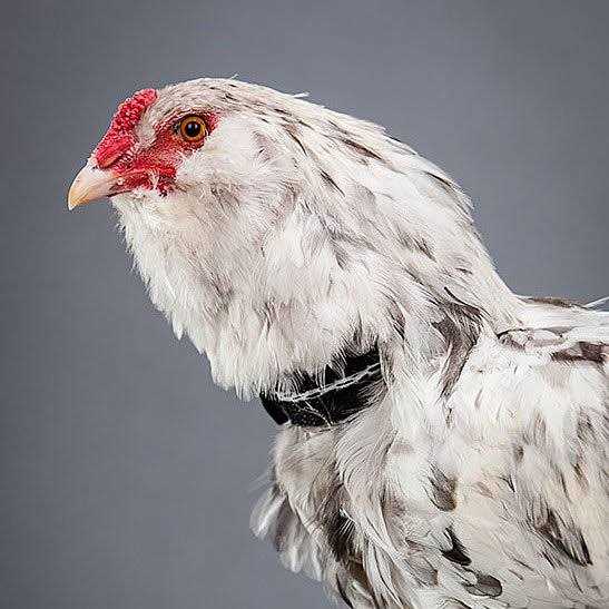 No-Crow Rooster Collar J72804