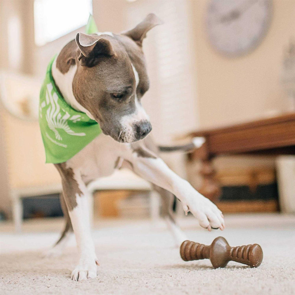Chicken Dog Chew Toy L639051