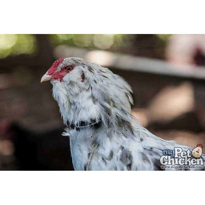 No-Crow Rooster Collar J72804