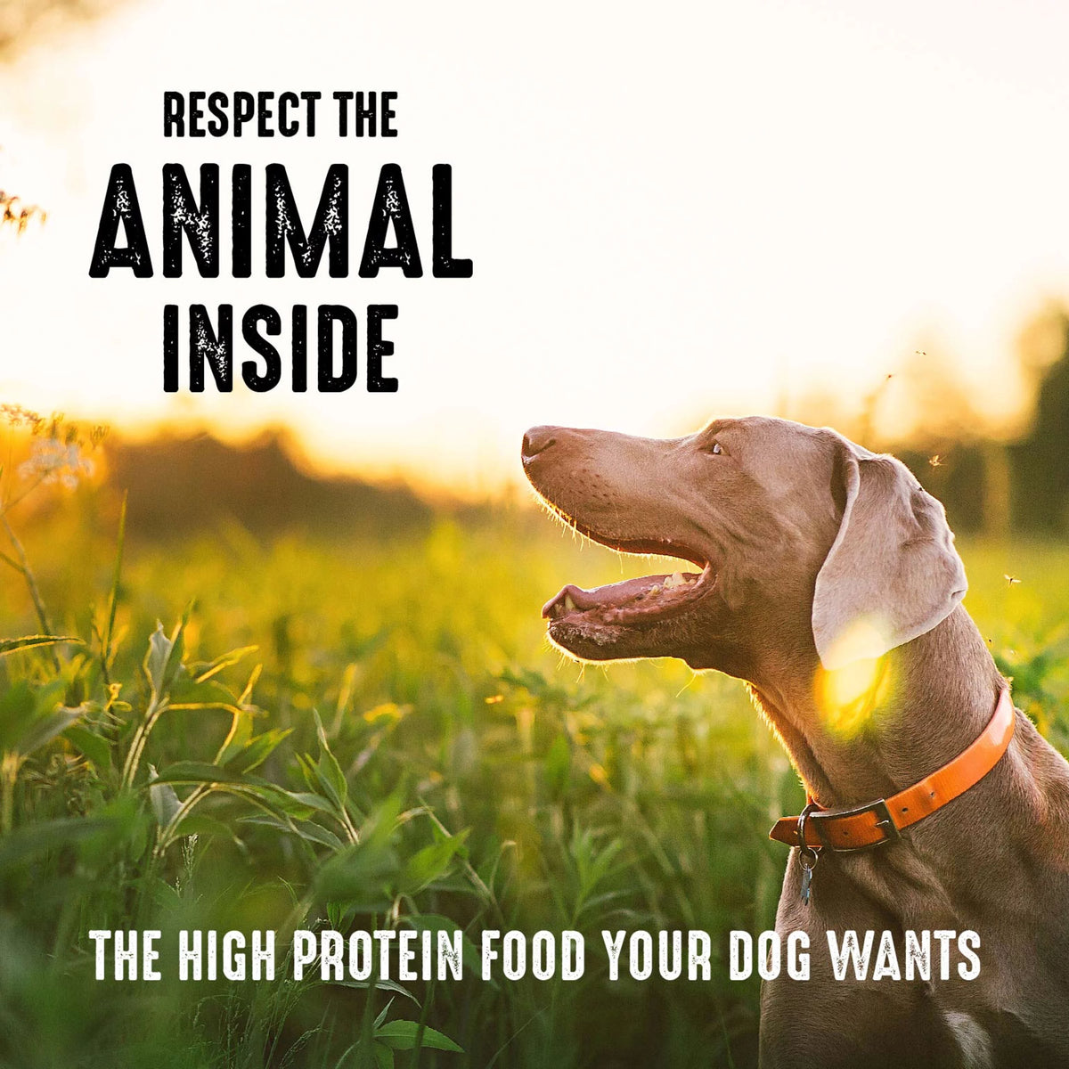 Grain Free Adult Dry Dog Food with Lamb, 4 lb. Bag W893