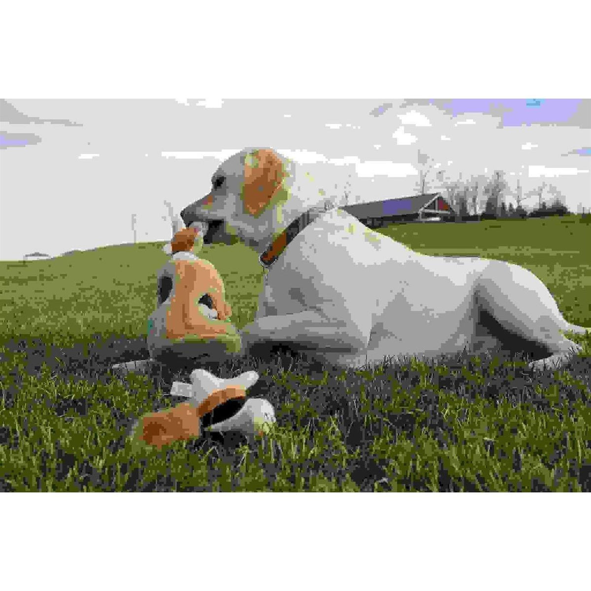 Hide A Squirrel Dog Toy M9384
