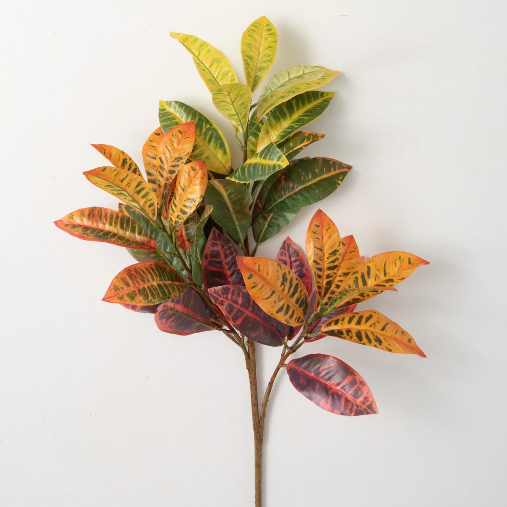 Multicolored Croton Foliage O549