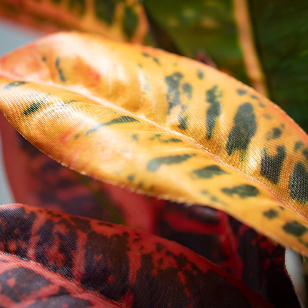 Multicolored Croton Foliage O549