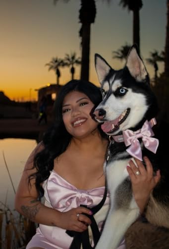 Bowtie Dog Collar with Detachable Bow Tie N823