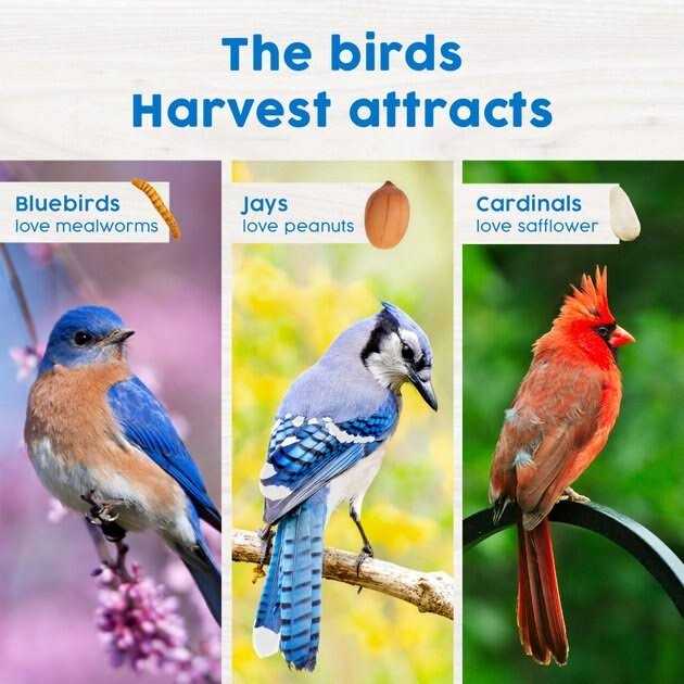 Mealworm Snack Stack Wild Bird Food D442763