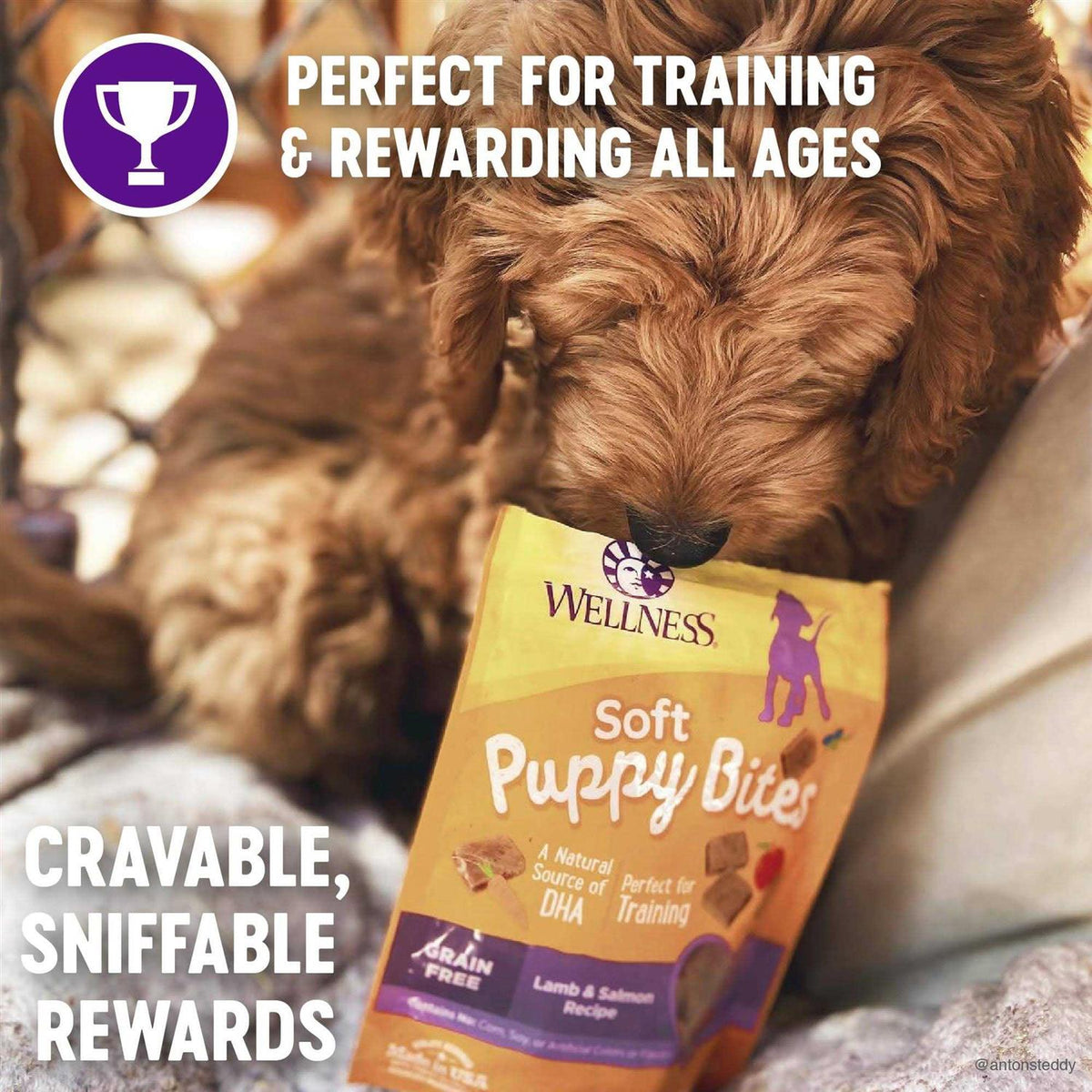 Dog Treats P306329