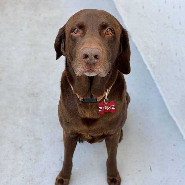 San Francisco 49ers Dog ID Tag K29307