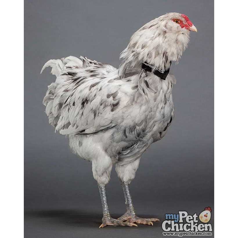 No-Crow Rooster Collar J72804