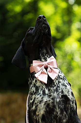 Bowtie Dog Collar with Detachable Bow Tie N823
