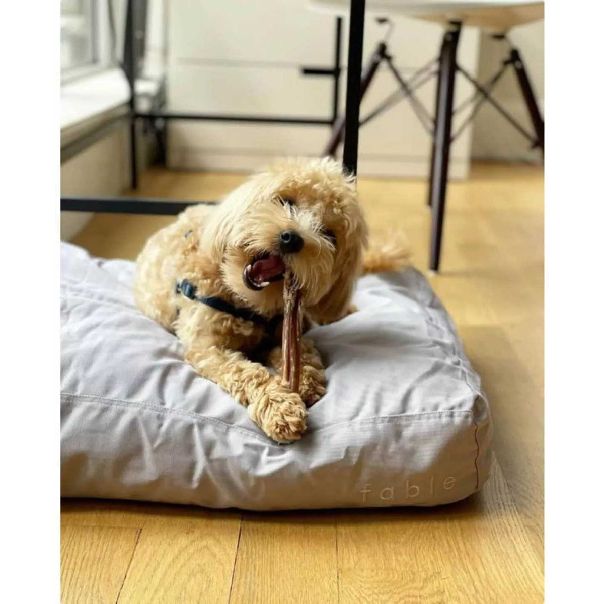 Dog Bed T176730