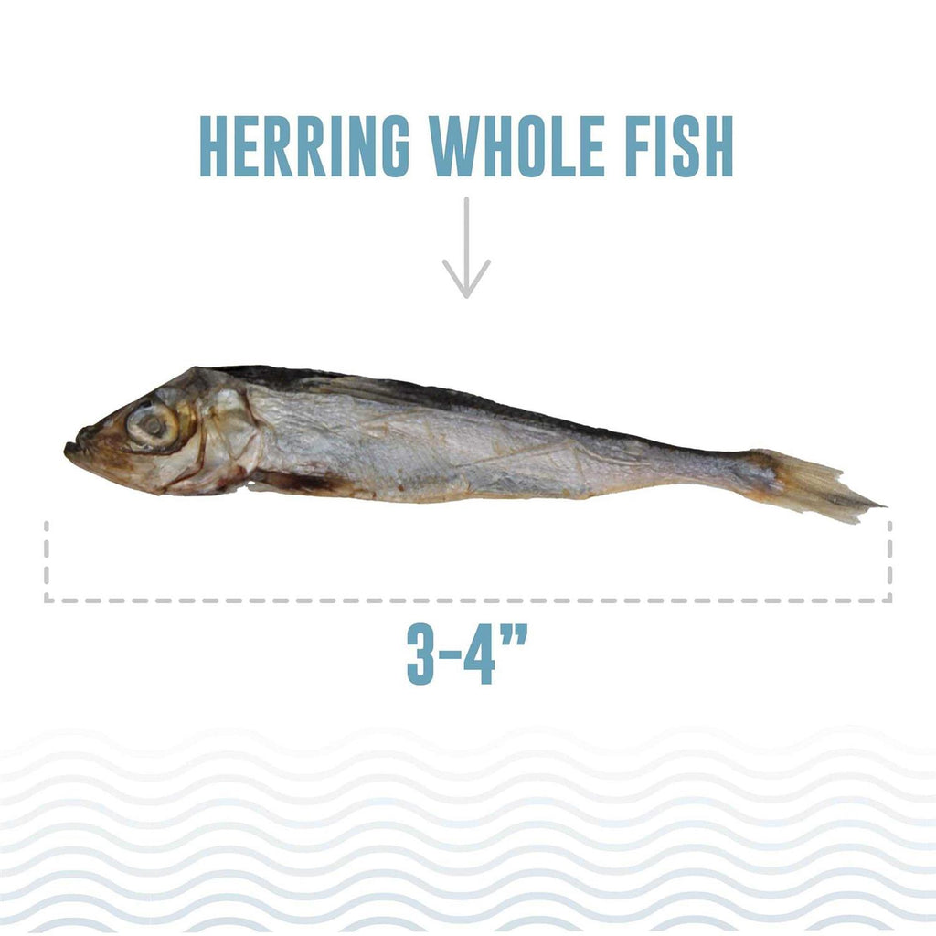 Dog Herring Fish Whole D50335