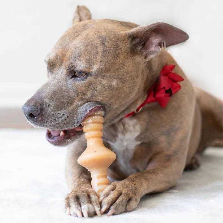 Chicken Dog Chew Toy L639051