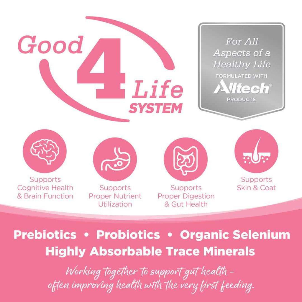 Grain Free Salmon Dog Food A977